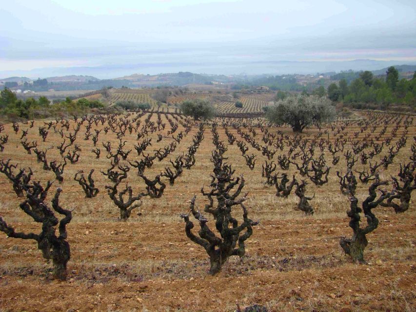 Vilafranca del Penedès: Winery Visit with Tastings - Key points to know before you book