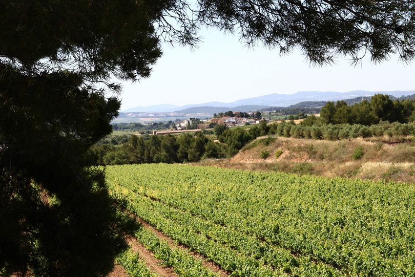 Vilafranca del Penedès: Winery Visit with Tastings - Who should book this experience