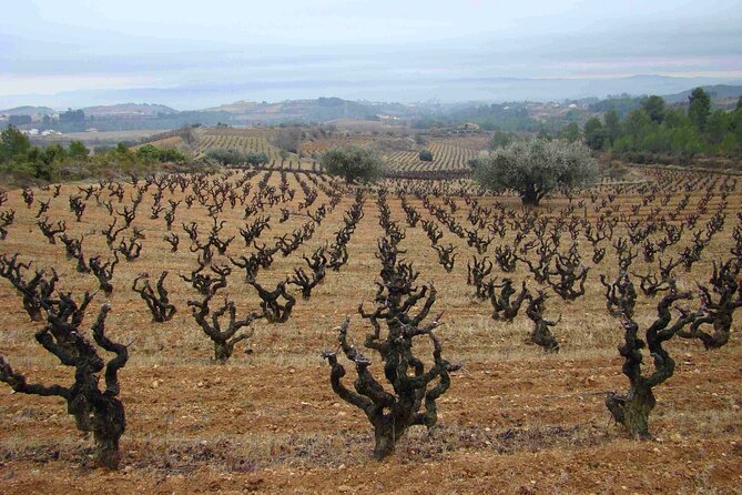 Viticulture and Wine-Tasting 3-Hour Trip from Barcelona - Starting among the Alt Penedès vineyards
