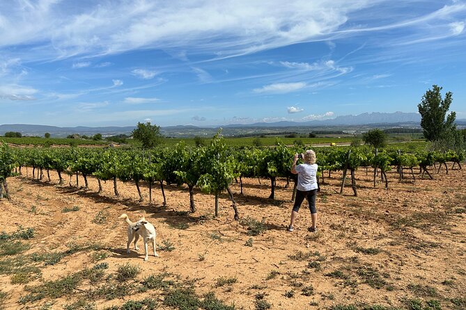 Wine Tasting in Three Boutique Wineries Tour - Max 8 people - Meeting the guide near Palau de la Música